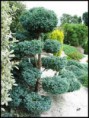 chamaecyparis pisifera boulevard ( Şekilli Arizona Selvi ) 